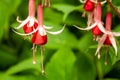 Bright Red Fuschias hanging in front of green leaves Royalty Free Stock Photo