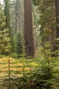 Grouping of Small Pine Trees With Giant Sequoia In The Distance