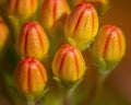 A grouping of springtime flower buds