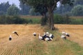 Grouping storks in dutch fields, Brummen