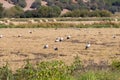 Grouping storks near SÃÂ£o RomÃÂ£o do Sado in Portugal