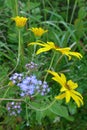 A grouping of yellow and blue fall wildflowers