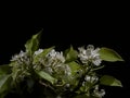 Groupings of white flowers and green leaves in spring blooming at night