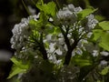 Groupings of white flowers and green leaves on tree at night