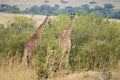 A couple of giraffes Royalty Free Stock Photo