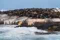 Groups of adult seals bask on the rock Royalty Free Stock Photo