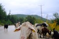 Groups of animal, many and colorful sheeps,