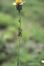 A groups of ants were climbing stalk of wildflower Royalty Free Stock Photo