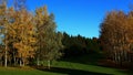 Groups of autumn silver birch trees, latin name Betula Pendula, with typicaly bright yellow fall leaves Royalty Free Stock Photo