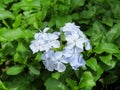Groups of blue plumbago flowers bloom in unison. Royalty Free Stock Photo