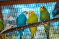 Groups of budgies in an enclosure on a summer day