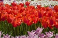 Groups of colorful tulips in the park