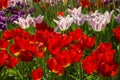 Groups of colorful tulips in the park