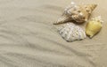 Groups of different seashells lay on the sea sand Royalty Free Stock Photo
