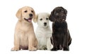 Groups of dogs, Labrador puppies