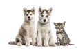 Groups of dogs, Siberian Husky puppy, Alaskan Malamute puppy Royalty Free Stock Photo