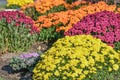 Groups of Fall Chrysanthemums Various Colors Royalty Free Stock Photo