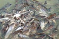 Groups of fish in the river in front of temple in Thailand. Royalty Free Stock Photo