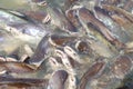 Groups of fish in the river in front of temple in Thailand.