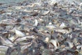 Groups of fish in the river in front of temple in Thailand. Royalty Free Stock Photo