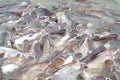 Groups of fish in the river in front of temple in Thailand. Royalty Free Stock Photo