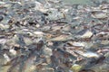 Groups of fish in the river in front of temple in Thailand.