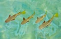 Groups of fishes swimming