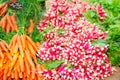 Groups of freshly pulled, ripe, local, carrots and radishes Royalty Free Stock Photo