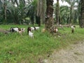 Groups of goats grassing at the plantation