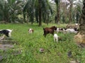 Groups of goats grassing at the plantation