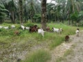 Groups of goats grassing at the plantation