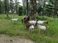 Groups of goats grassing at the plantation