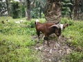 Groups of goats grassing at the plantation