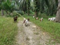 Groups of goats grassing at the plantation