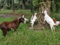 Groups of goats grassing at the plantation