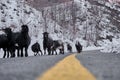 Groups of goats walking at asphalt road,