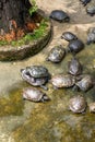 Groups of golden tortoises in the turtle pond, Brazilian tortoise Royalty Free Stock Photo