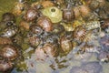 Groups of golden tortoises in the turtle pond, Brazilian tortoise Royalty Free Stock Photo