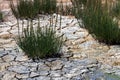 Groups of Grasses in Baren Environment Royalty Free Stock Photo