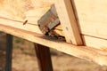 groups of introduced honey bees flying into their timber hive boxes to feed the colony on a farm after collecting pollen from