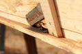 groups of introduced honey bees flying into their timber hive boxes to feed the colony on a farm after collecting pollen from