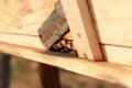 groups of introduced honey bees flying into their timber hive boxes to feed the colony on a farm after collecting pollen from