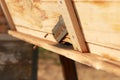 groups of introduced honey bees flying into their timber hive boxes to feed the colony on a farm after collecting pollen from