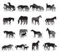 Groups of isolated horses and foals silhouettes Royalty Free Stock Photo