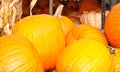 Groups of large, local, pumpkins