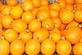 Groups of large, local, pumpkins