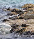 Groups of molluscs and mussels on the rocks by the sea Royalty Free Stock Photo