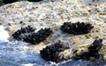 Groups of molluscs and mussels on the rocks by the sea Royalty Free Stock Photo