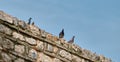 Groups of pigeon and birds standing on old and ancient wall Royalty Free Stock Photo