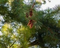 two groups of pine cones thick with sap high up in the tree Royalty Free Stock Photo